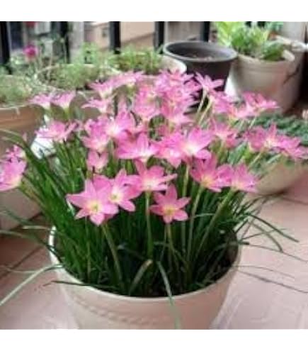 Amazon.com : Votaniki Rain Lily Mix Bulbs - Zephranthes Mix